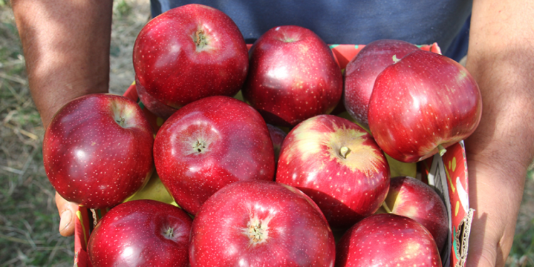 Elma verimi kiralık   arılarla artırılıyor