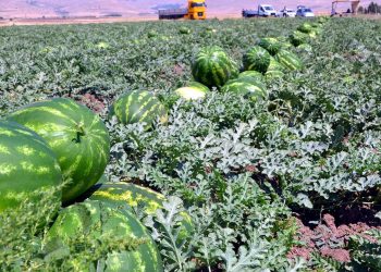 Adana’da sezonun ilk karpuz hasadı yapıldı