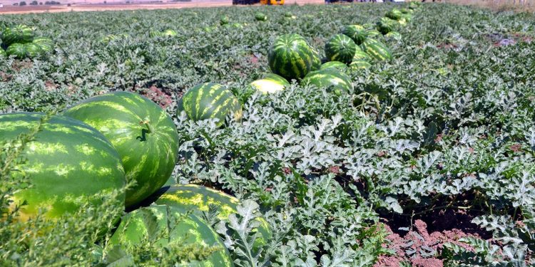 Adana’da sezonun ilk karpuz hasadı yapıldı