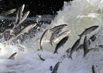 İnci kefalleri binlerce insanın geçim kaynağı