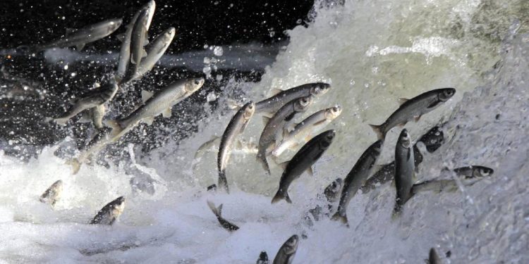 İnci kefalleri binlerce insanın geçim kaynağı