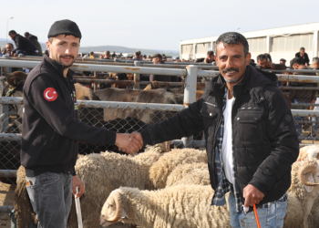 Kurbanlık fiyatları türe ve  bölgeye göre değişiyor