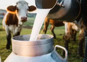 Süt ürünlerinde kalite  için kollar sıvandı