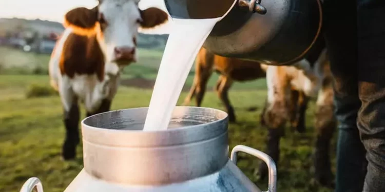 Süt ürünlerinde kalite  için kollar sıvandı