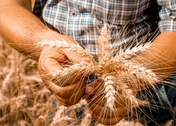 Karabuğday hasadı  “sağlıklı” sonuç verdi