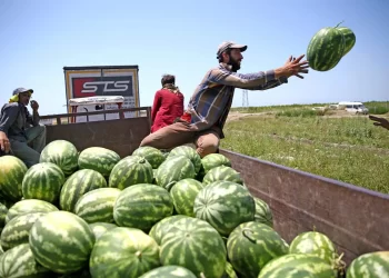 Karpuzları sıcaktan  koruma planı devrede