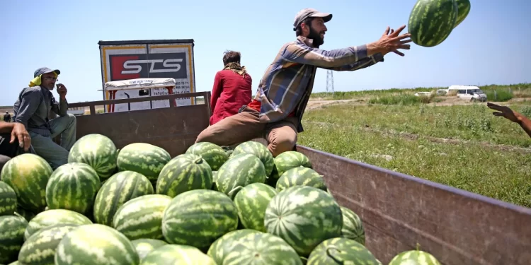 Karpuzları sıcaktan  koruma planı devrede