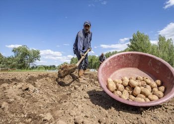 Ovalık alanlarda patates için kollar sıvandı