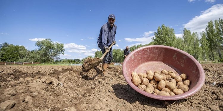 Ovalık alanlarda patates için kollar sıvandı