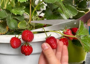 Çilek bahçeleri ile tersine göç başladı
