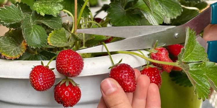 Çilek bahçeleri ile tersine göç başladı