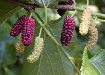 Dut bahçeleri pekmez  için kıvama getirilecek