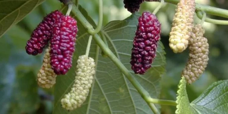 Dut bahçeleri pekmez  için kıvama getirilecek