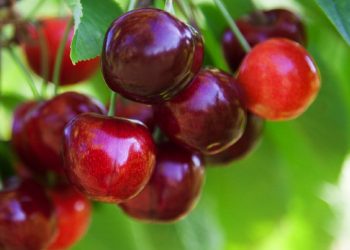 “Dalbastı”nın hasadıyla  çiftçinin umudu arttı