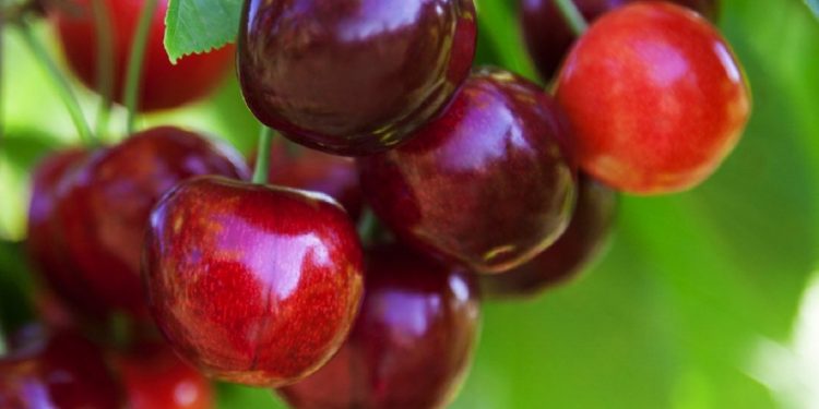 “Dalbastı”nın hasadıyla  çiftçinin umudu arttı