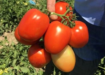 Salçalık domates üretimi arttı fiyatlar geriledi