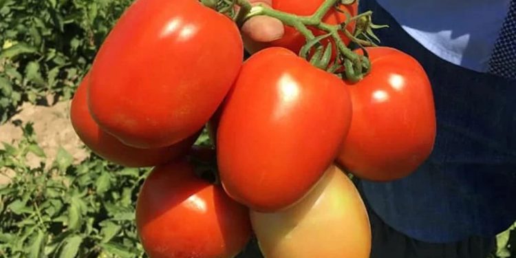 Salçalık domates üretimi arttı fiyatlar geriledi