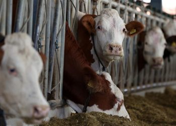 Hayvancılık destekleri sektörü canlı tutacak