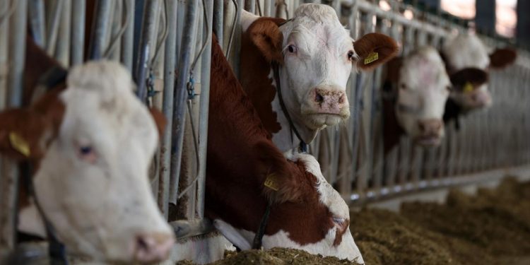 Hayvancılık destekleri sektörü canlı tutacak