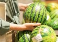 Hıdıroz karpuzu tezgahlarda yerini aldı