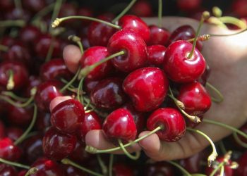 Geç başlayan hasat çiftçiyi motive etti