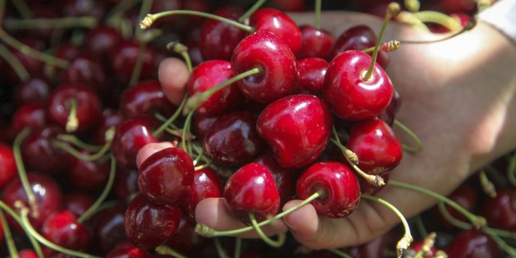 Geç başlayan hasat çiftçiyi motive etti