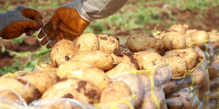 Ulaşım kolaylığı artışı patates fiyatını geriletti