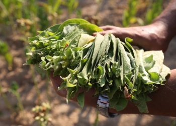 Bafra Ovası’nda tütün hasadı başladı