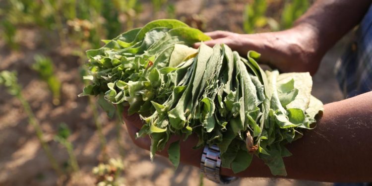 Bafra Ovası’nda tütün hasadı başladı