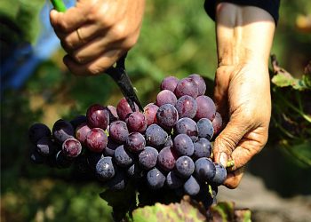 Denizli’de erkenci çeşit üzümünün hasadına başlandı