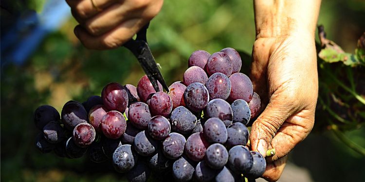 Denizli’de erkenci çeşit üzümünün hasadına başlandı