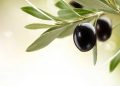 Zeytin için uluslararası strateji hazırlanıyor