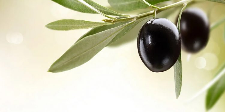 Zeytin için uluslararası strateji hazırlanıyor