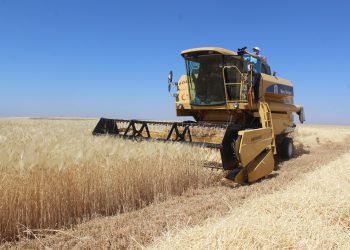 Bozkırın topraklarına uygun hububat arayışı