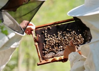 Düzce’de arıcılara damızlık ana arı dağıtıldı