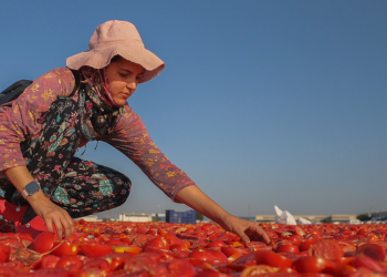 Türk tarımı üretimde ve  ihracatta çıta yükseltti