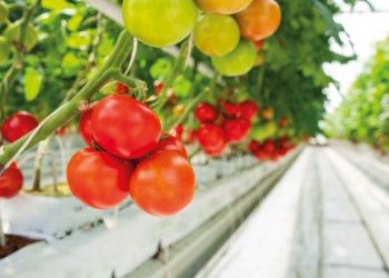 Domates üretiminde “topraksız tarım” dopingi
