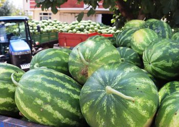 Coğrafi işaretli Kandıra karpuzunda hasat zamanı