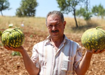Ata tohumuyla üretilen kavunda hasat sürüyor
