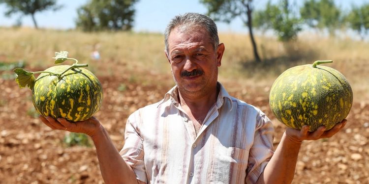 Ata tohumuyla üretilen kavunda hasat sürüyor