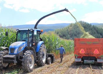 Silajlık mısır için yüksek rekolte beklentisi