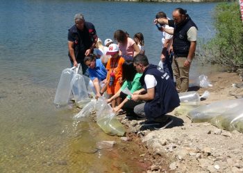 Baraj ve göletlere 1 milyon 750 bin sazan