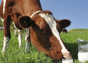 Toplanan inek sütü miktarı yıllık bazda yüzde 6,4 arttı