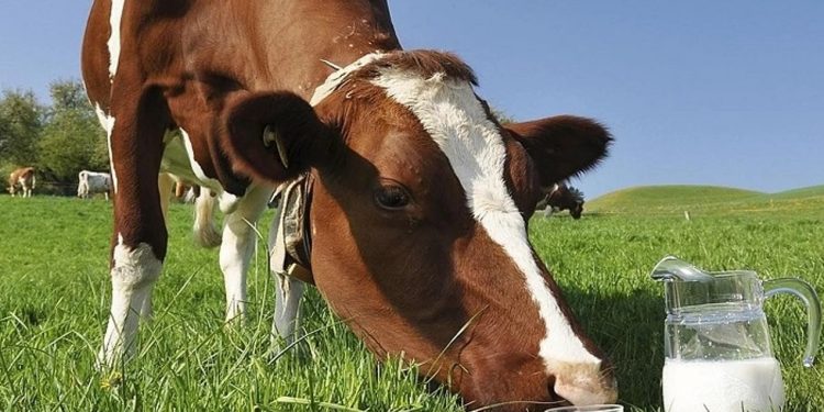 Toplanan inek sütü miktarı yıllık bazda yüzde 6,4 arttı