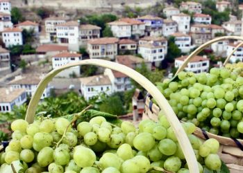 Çavuş üzümünde hasat dönemi için kollar sıvandı