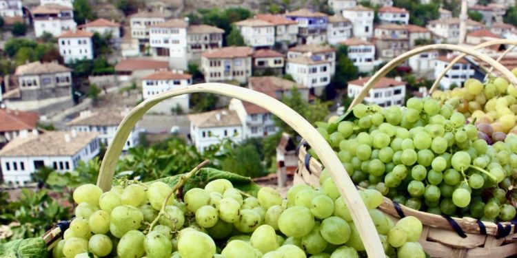 Çavuş üzümünde hasat dönemi için kollar sıvandı