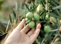 116 ülkeye 175 milyon dolarlık zeytin ihracatı