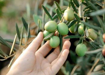 116 ülkeye 175 milyon dolarlık zeytin ihracatı