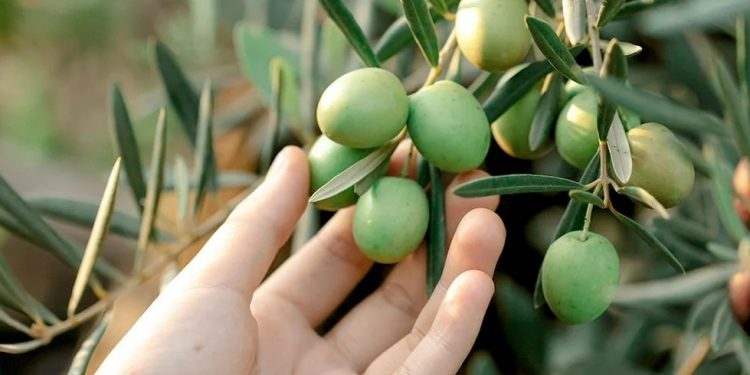 116 ülkeye 175 milyon dolarlık zeytin ihracatı