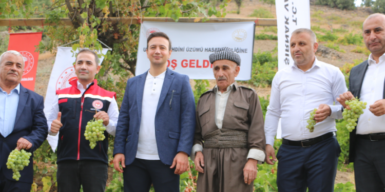 Behdini üzümü halkın geçim kaynağı oldu